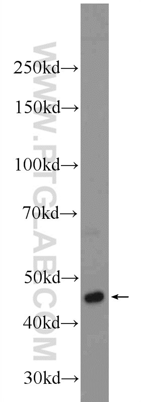 WB analysis of K-562 using 24202-1-AP