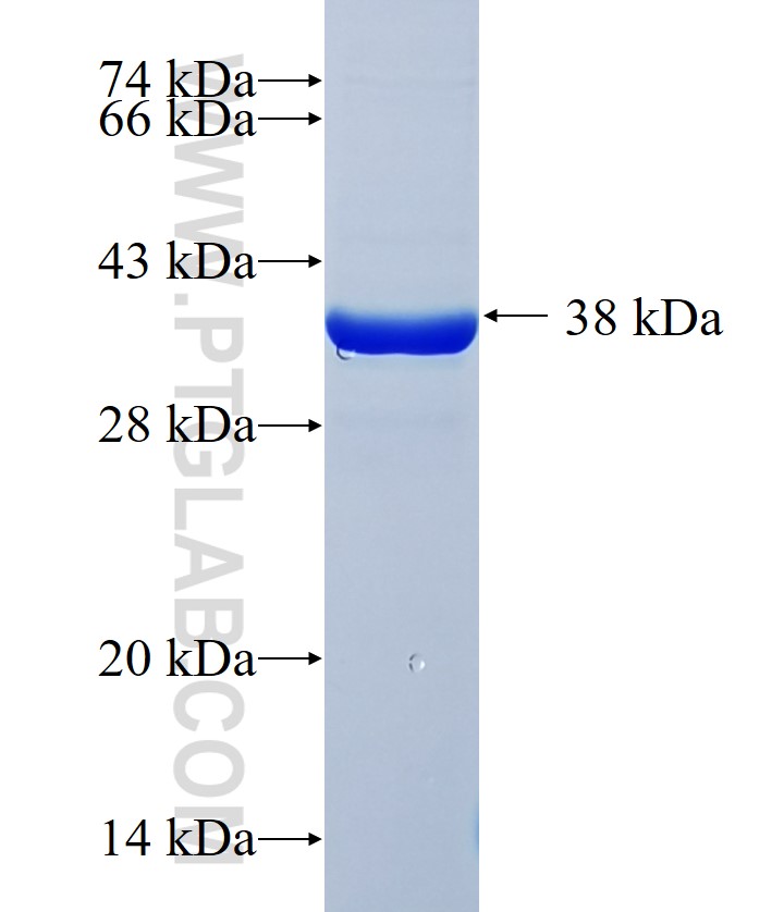 LUZP2 fusion protein Ag19643 SDS-PAGE