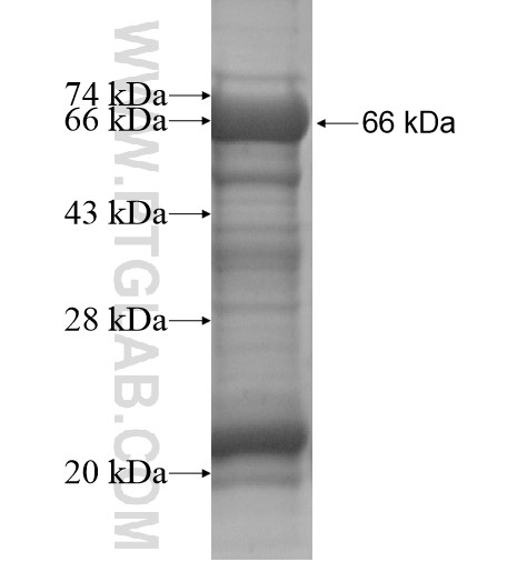 LVRN fusion protein Ag12194 SDS-PAGE