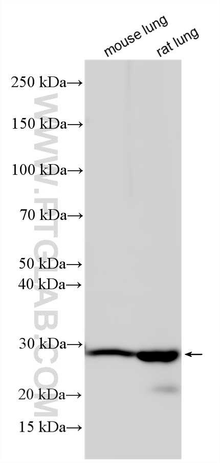 WB analysis using 13056-1-AP