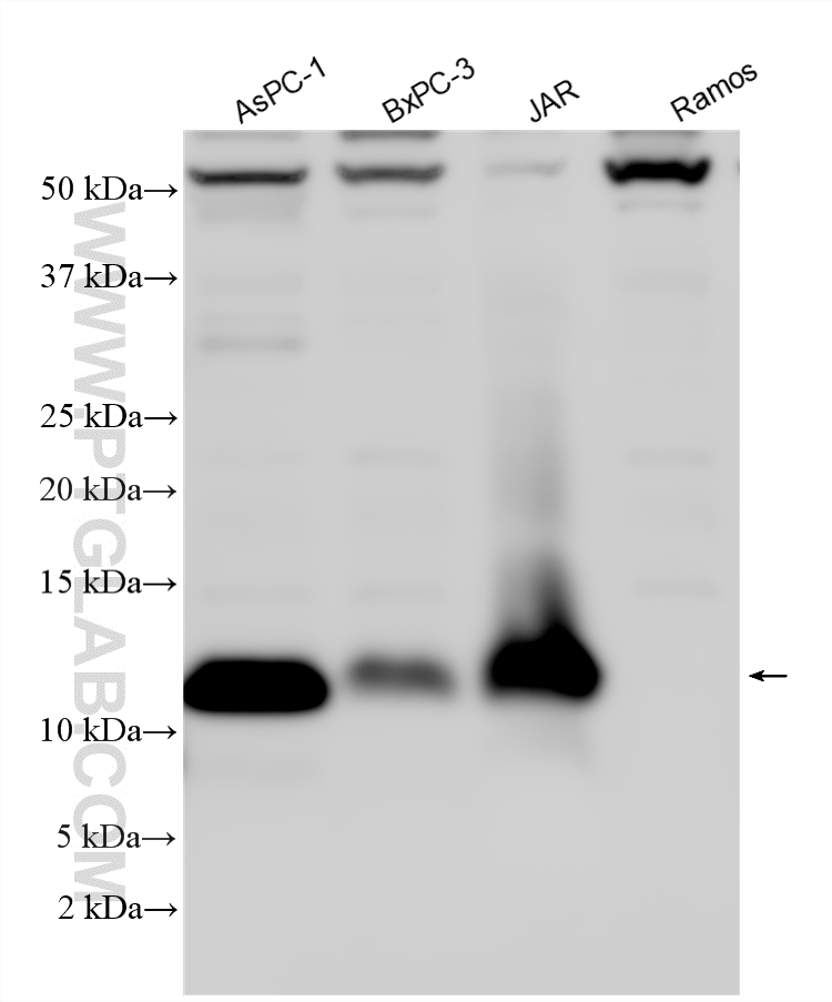 WB analysis using 22144-1-AP