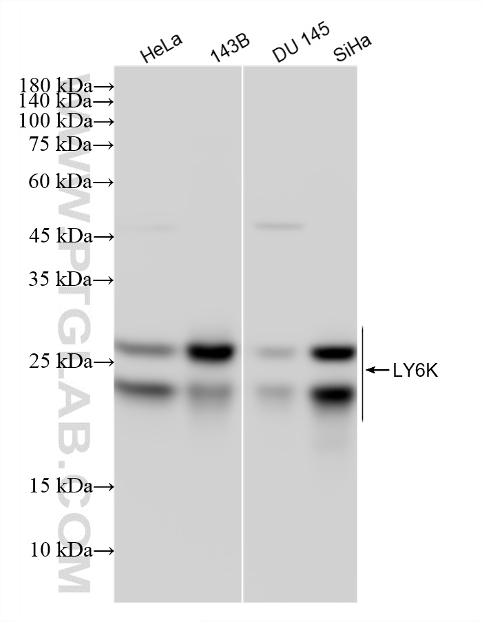 WB analysis using 87480-1-RR (same clone as 87480-1-PBS)