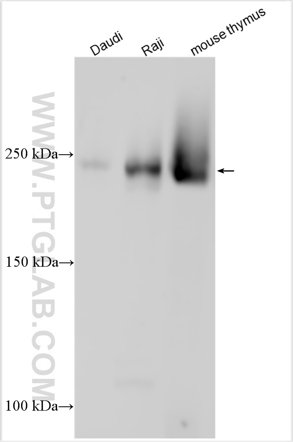 WB analysis using 32754-1-AP