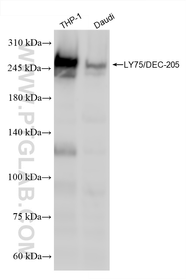 WB analysis using 86342-3-RR