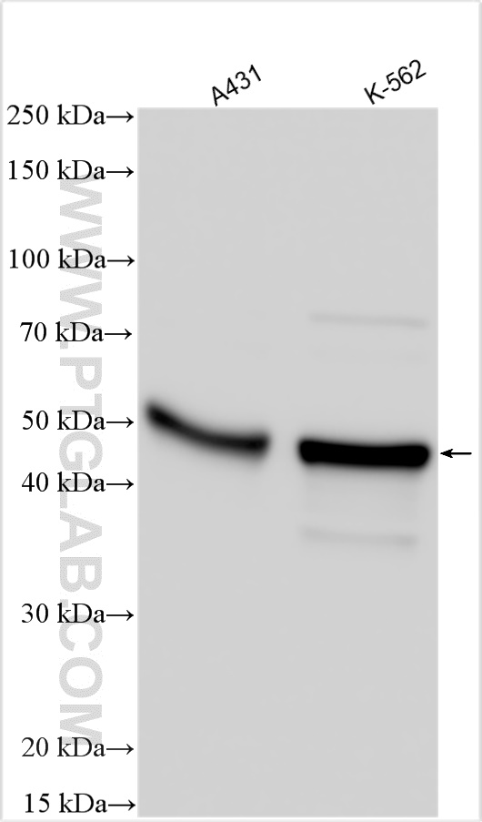 WB analysis using 24433-1-AP