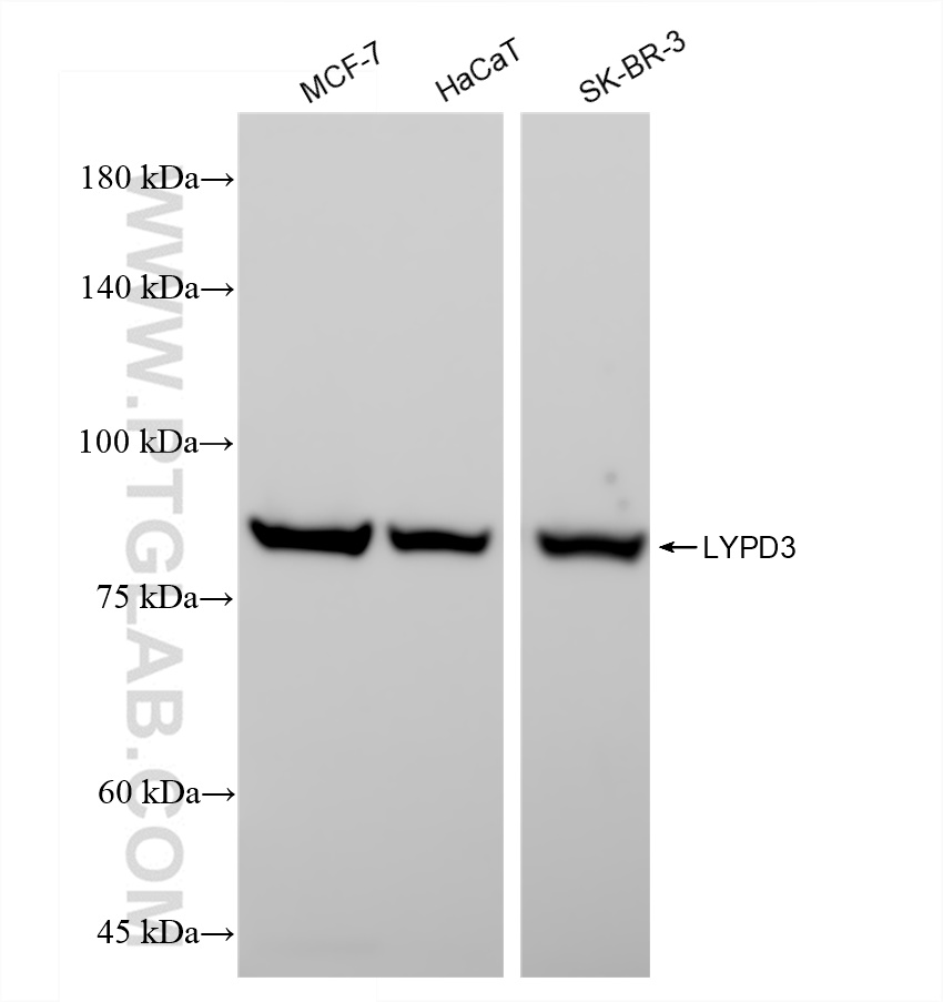WB analysis using 83345-1-RR