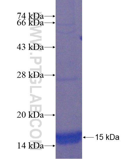 LYPD6B fusion protein Ag22008 SDS-PAGE