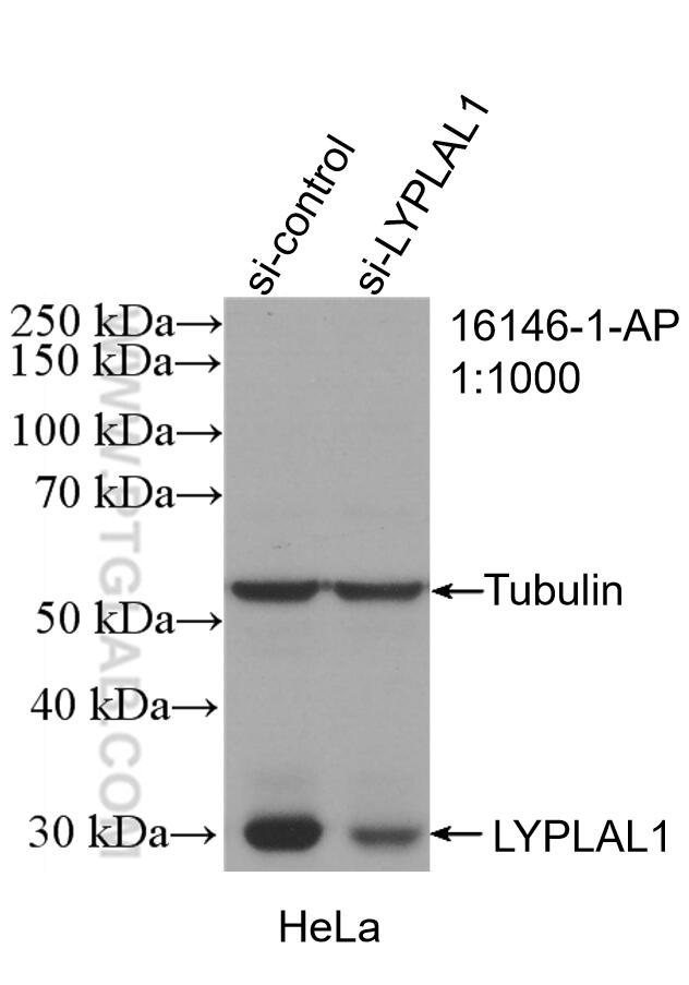 WB analysis of HeLa using 16146-1-AP