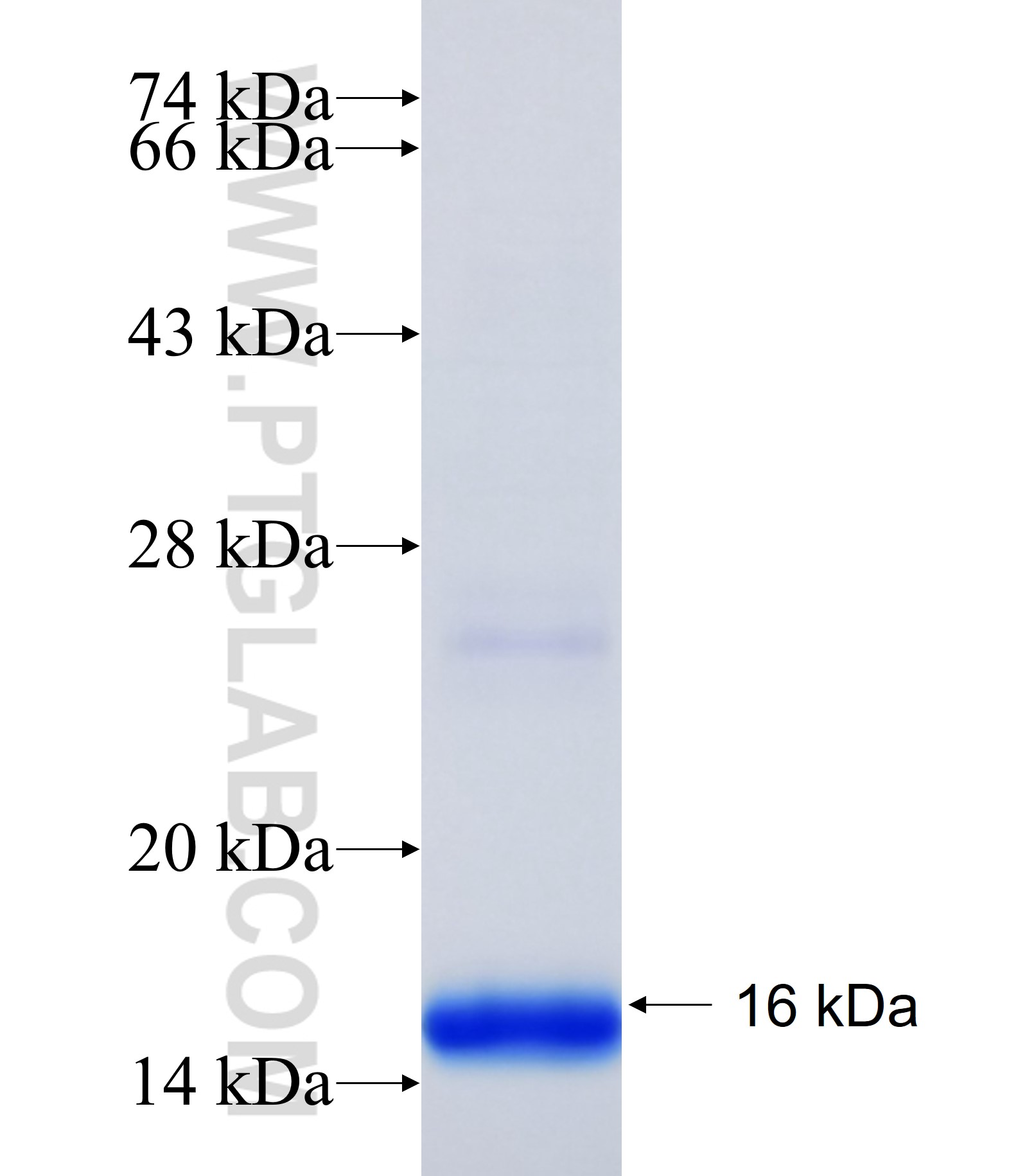 LYRM5 fusion protein Ag35985 SDS-PAGE LYRM5 fusion protein Ag35985 SDS-PAGE