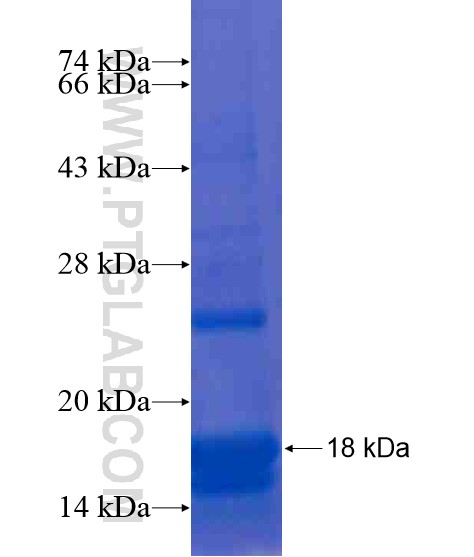 LYRM7 fusion protein Ag20707 SDS-PAGE LYRM7 fusion protein Ag20707 SDS-PAGE