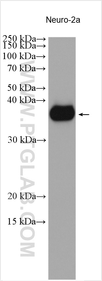 WB analysis of Neuro-2a using 24313-1-AP