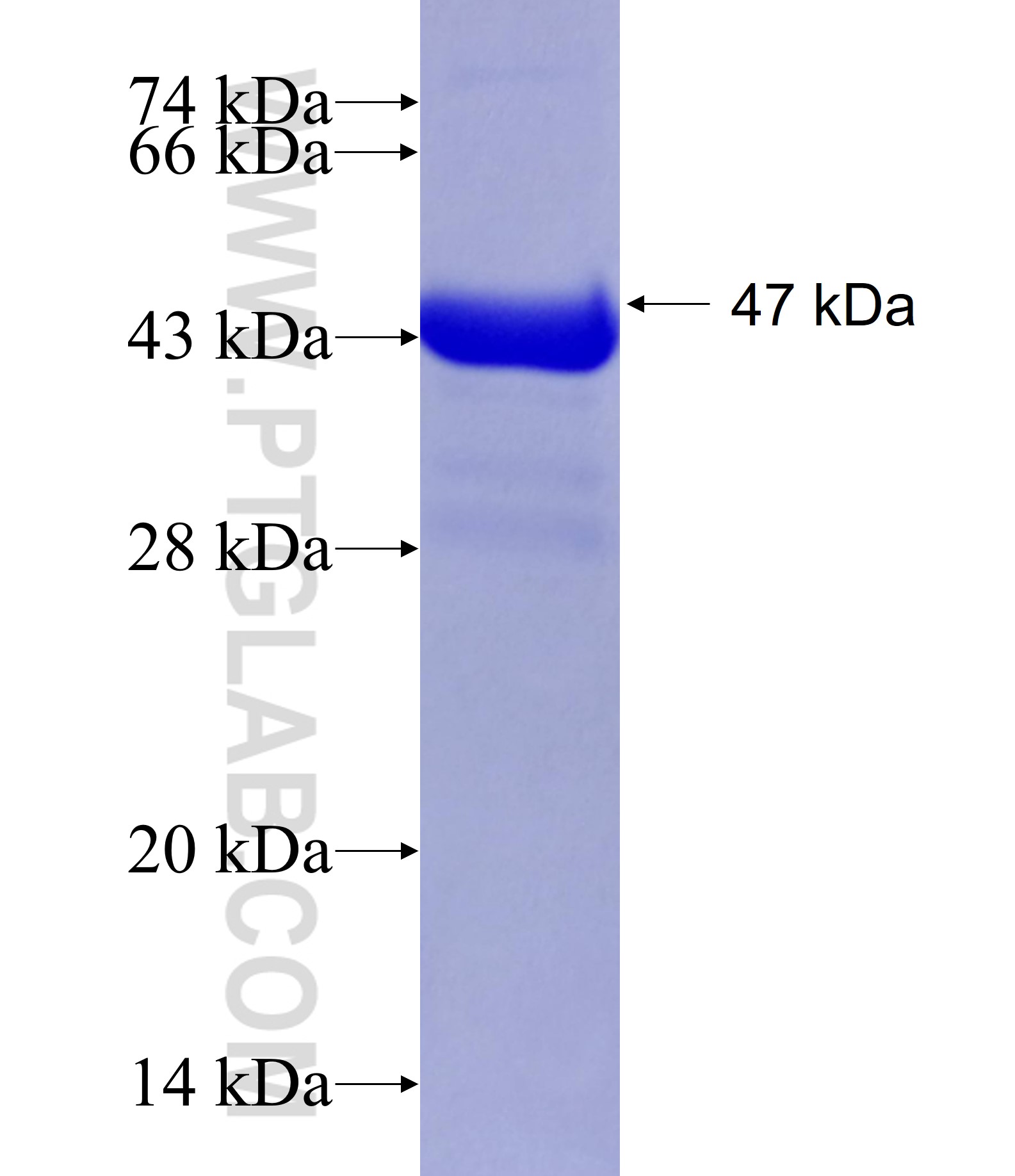 LYSMD3 fusion protein Ag19430 SDS-PAGE