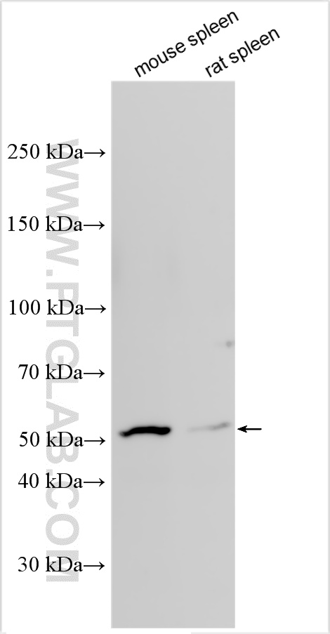 WB analysis using 32649-1-AP
