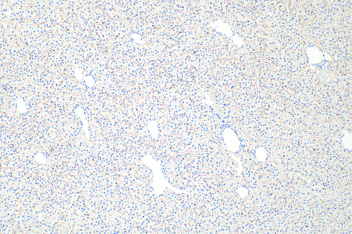IHC staining of rat liver using 28321-1-AP (same clone as 28321-1-PBS)