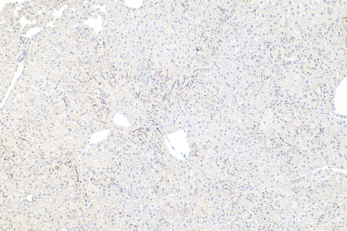 IHC staining of mouse liver using 34236-1-AP IHC staining of mouse liver using 34236-1-AP