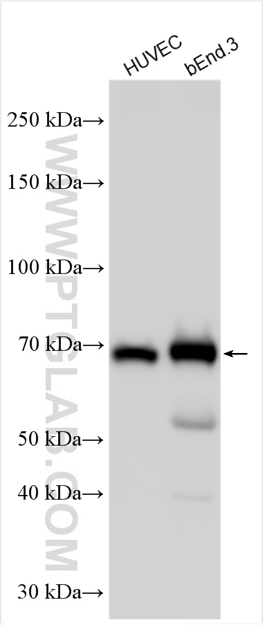 WB analysis using 51011-1-AP