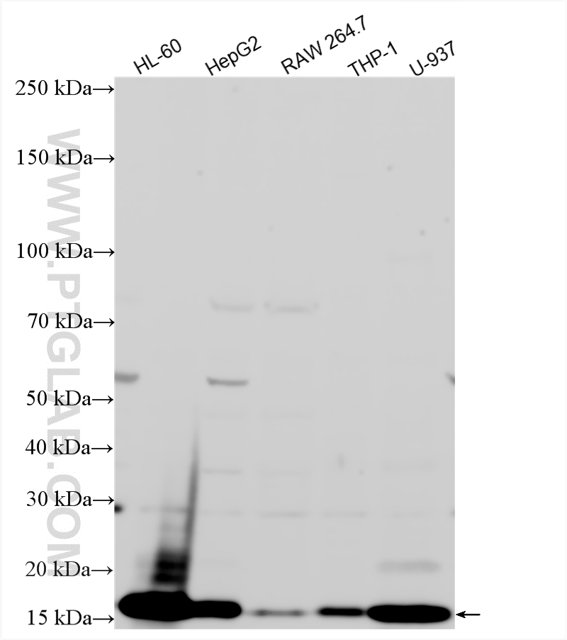 WB analysis using 15013-1-AP