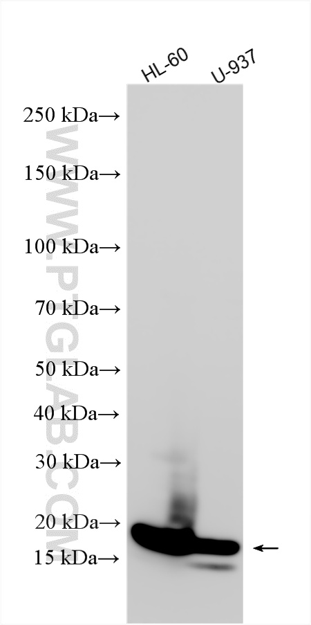 WB analysis using 15013-1-AP