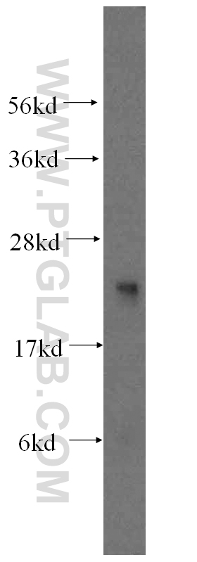 WB analysis of mouse testis using 17207-1-AP