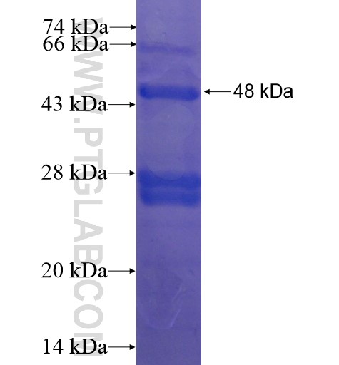 LYZL1 fusion protein Ag10986 SDS-PAGE