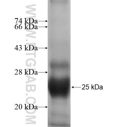 LYZL2 fusion protein Ag11478 SDS-PAGE LYZL2 fusion protein Ag11478 SDS-PAGE