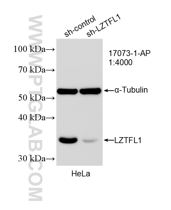 WB analysis of HeLa using 17073-1-AP WB analysis of HeLa using 17073-1-AP