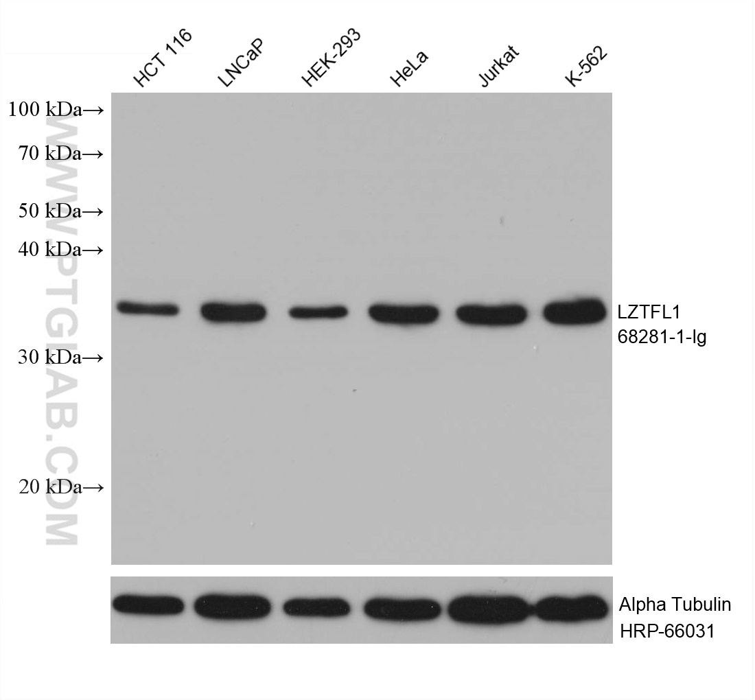 WB analysis using 68281-1-Ig