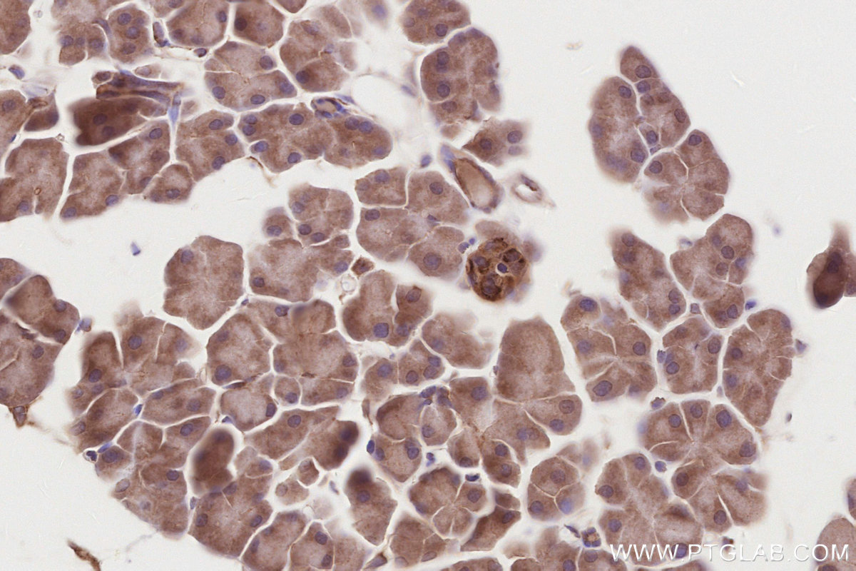 IHC staining of mouse pancreas using 15677-1-AP