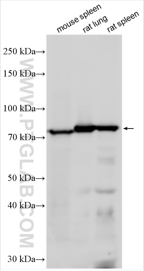 WB analysis using 31267-1-AP