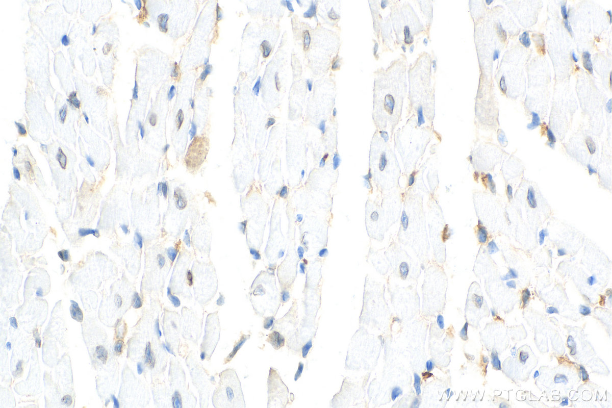 IHC staining of mouse heart using 81042-1-RR (same clone as 81042-1-PBS)