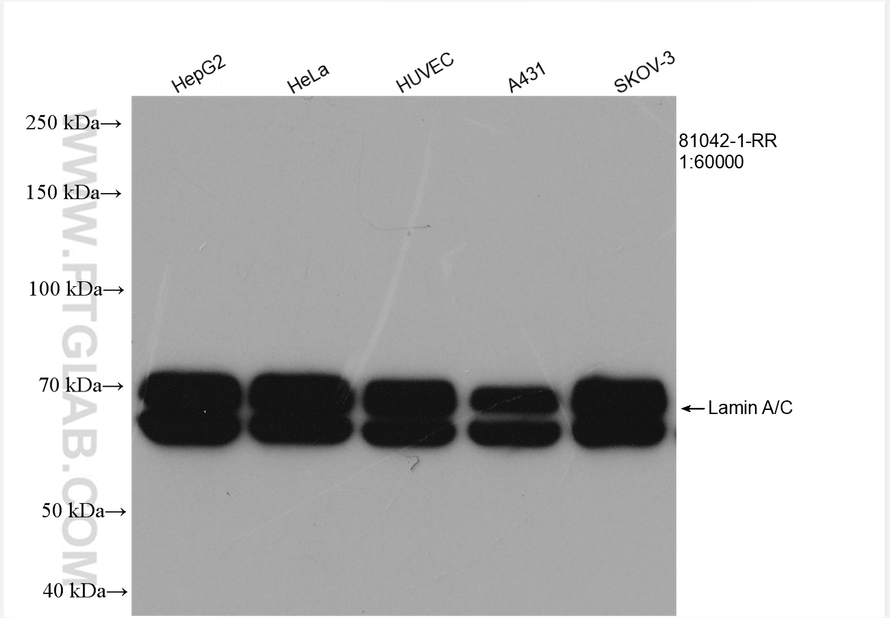 WB analysis using 81042-1-RR (same clone as 81042-1-PBS)