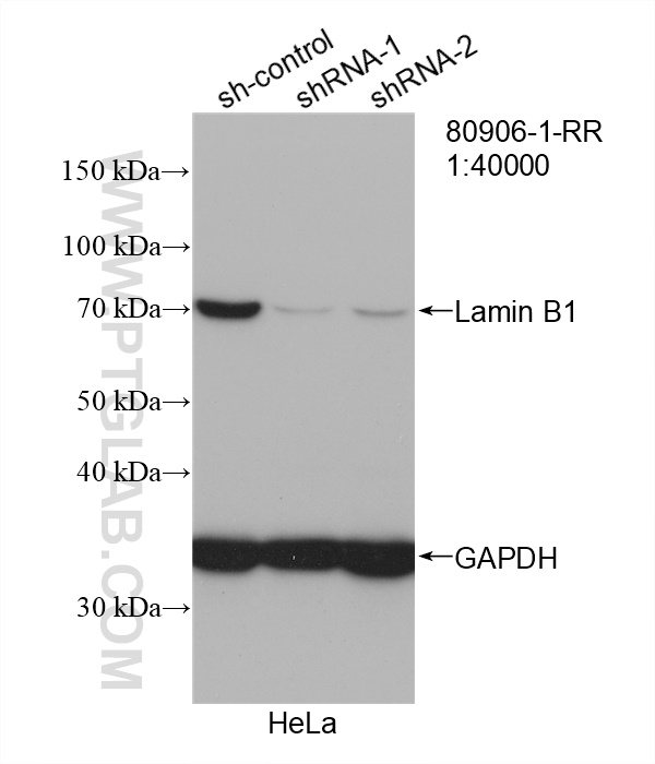 WB analysis of HeLa using 80906-1-RR