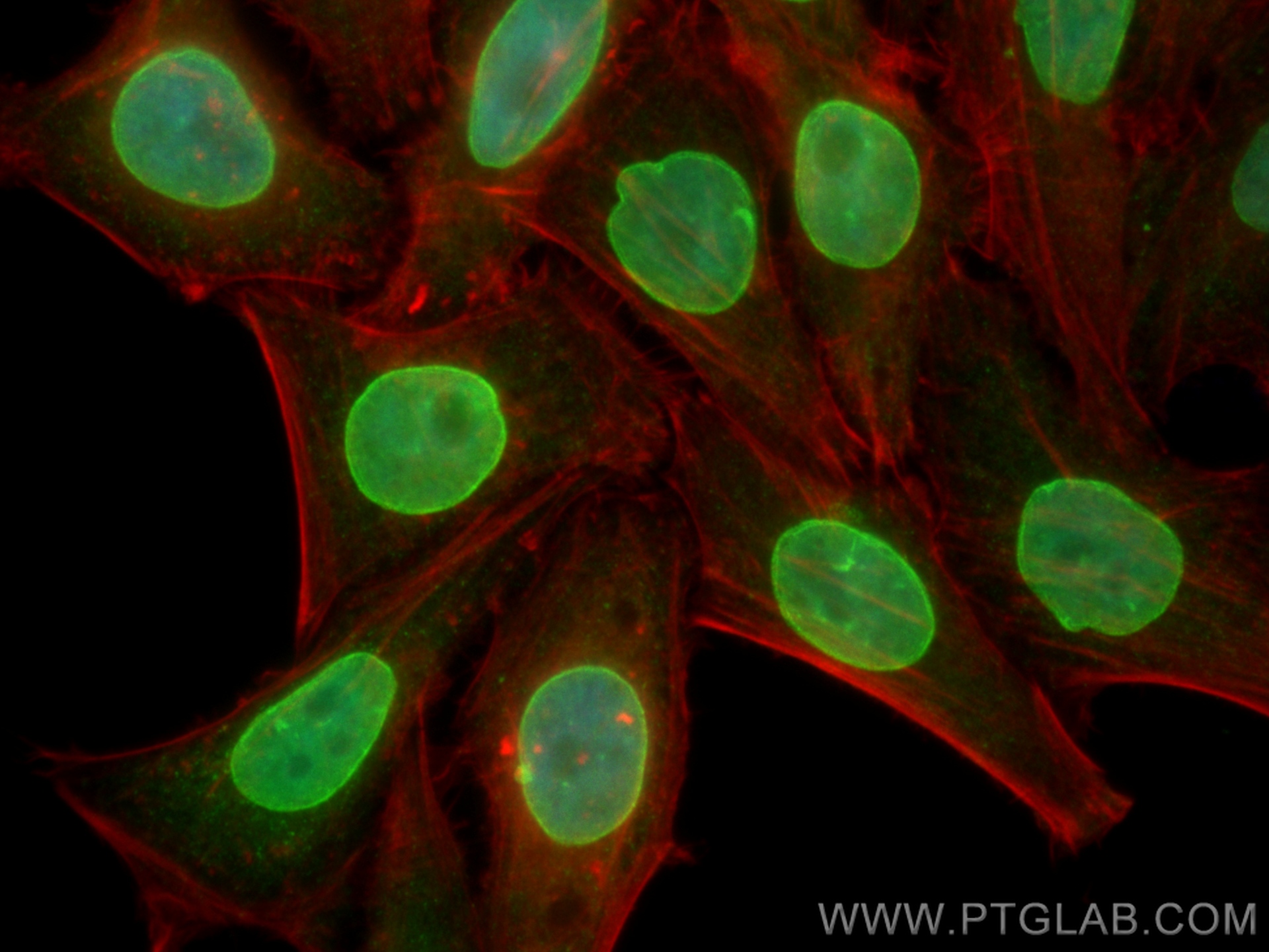 IF Staining of HepG2 using CL488-82801-4