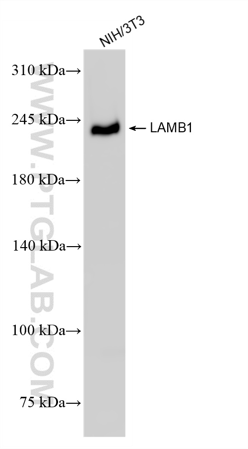 NIH/3T3 cells were subjected to SDS PAGE followed by western blot with <a class='green' href='/productredirect?CatalogNo=86881-1-RR' target='_blank'>86881-1-RR</a> (LAMB1 antibody) at dilution of 1:10000 incubated at room temperature for 1.5 hours. This data was developed using the same antibody clone with 86881-1-PBS in a different storage buffer formulation. WB analysis of NIH/3T3 using 86881-1-RR (same clone as 86881-1-PBS)
