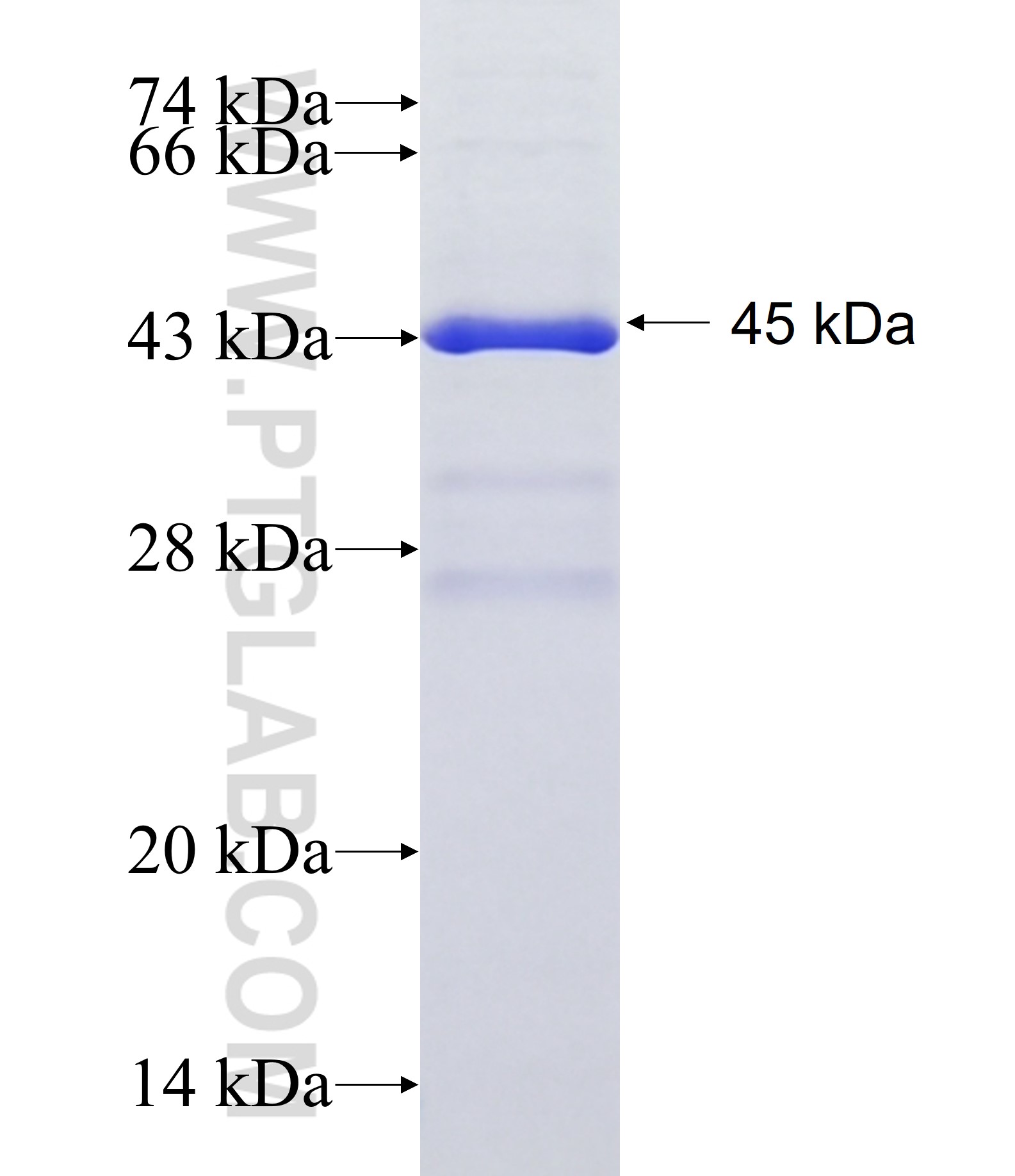 Lamp1 fusion protein Ag34623 SDS-PAGE