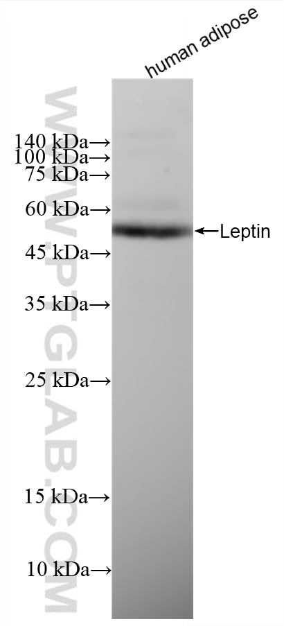 WB analysis of human adipose using 83655-3-RR WB analysis of human adipose using 83655-3-RR