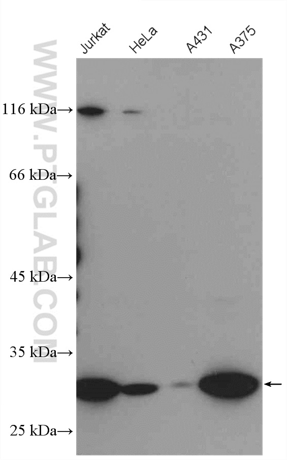 WB analysis using 27543-1-AP