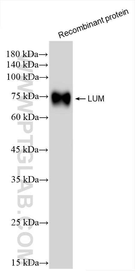 WB analysis of Recombinant protein using 85343-1-RR