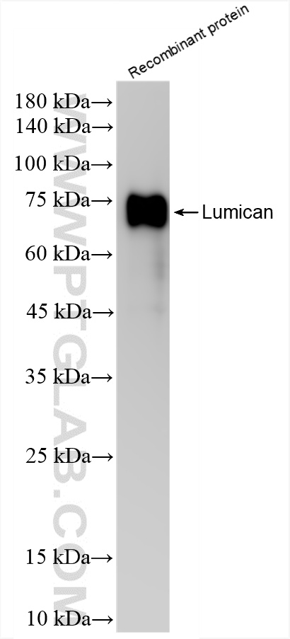 WB analysis of Recombinant protein using 85629-1-RR
