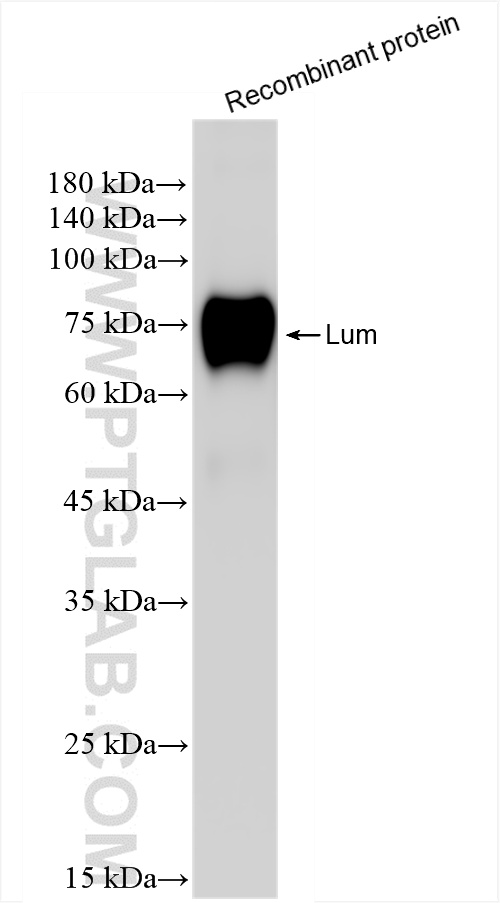 WB analysis of Recombinant protein using 86082-3-RR
