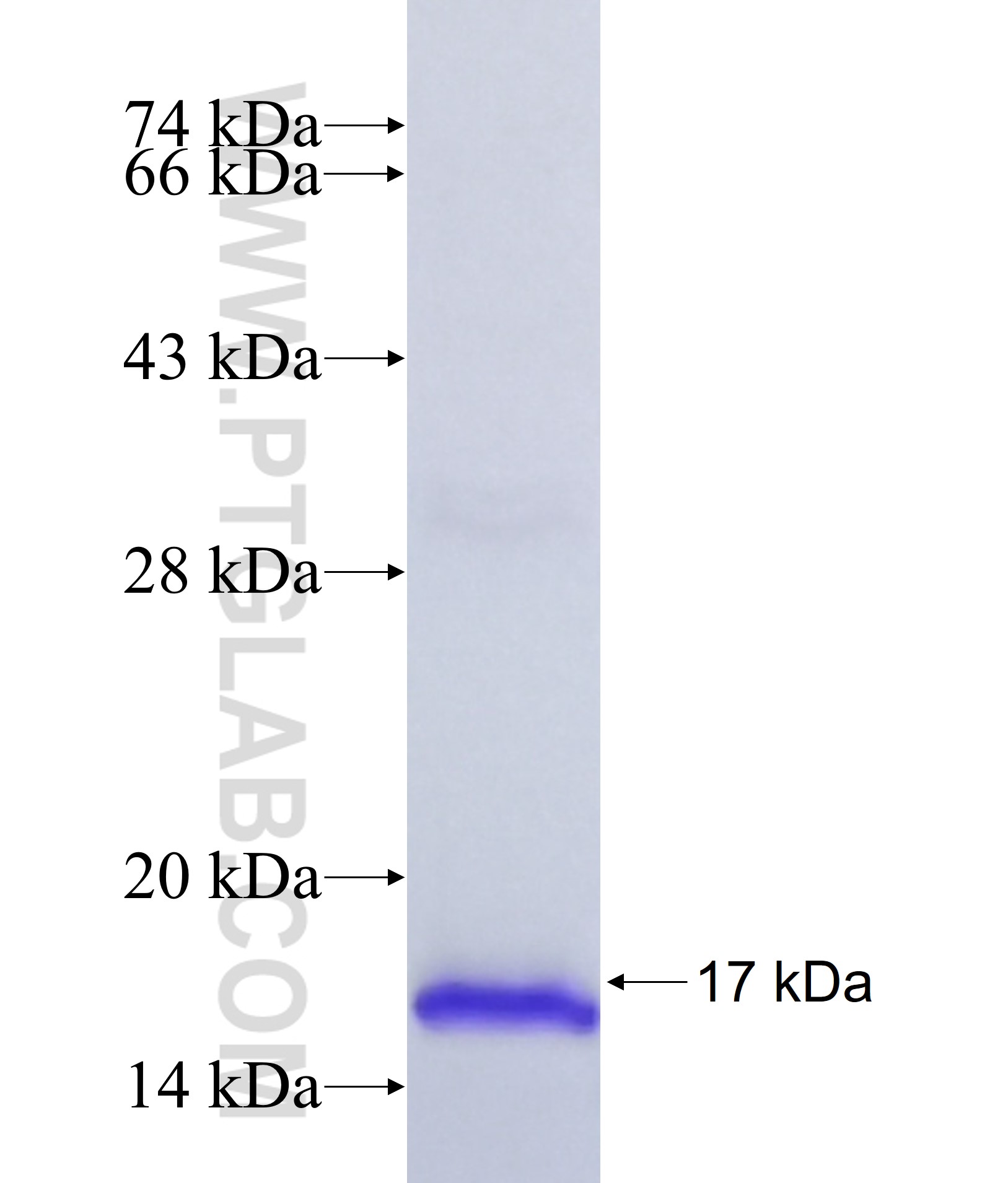 Luteinizing Hormone beta fusion protein Ag38025 SDS-PAGE Luteinizing Hormone beta fusion protein Ag38025 SDS-PAGE