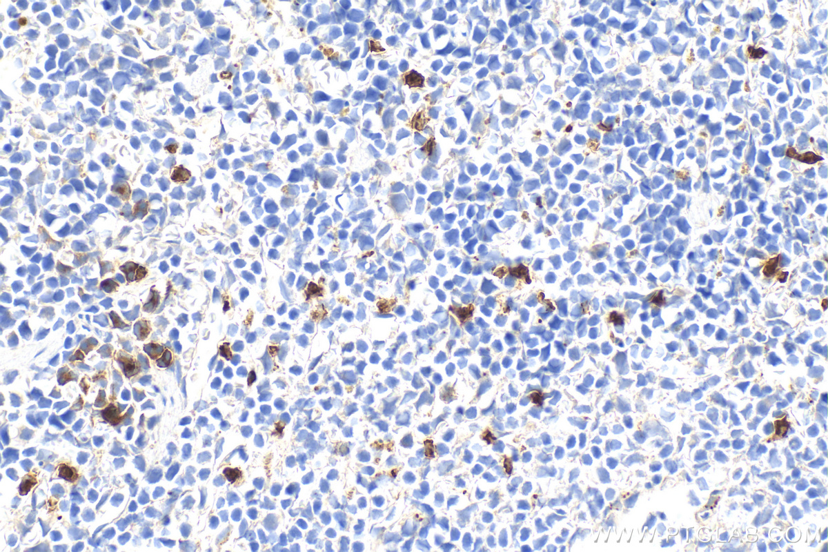IHC staining of mouse spleen using 32346-1-AP