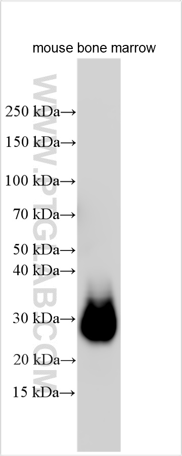 WB analysis using 32346-1-AP