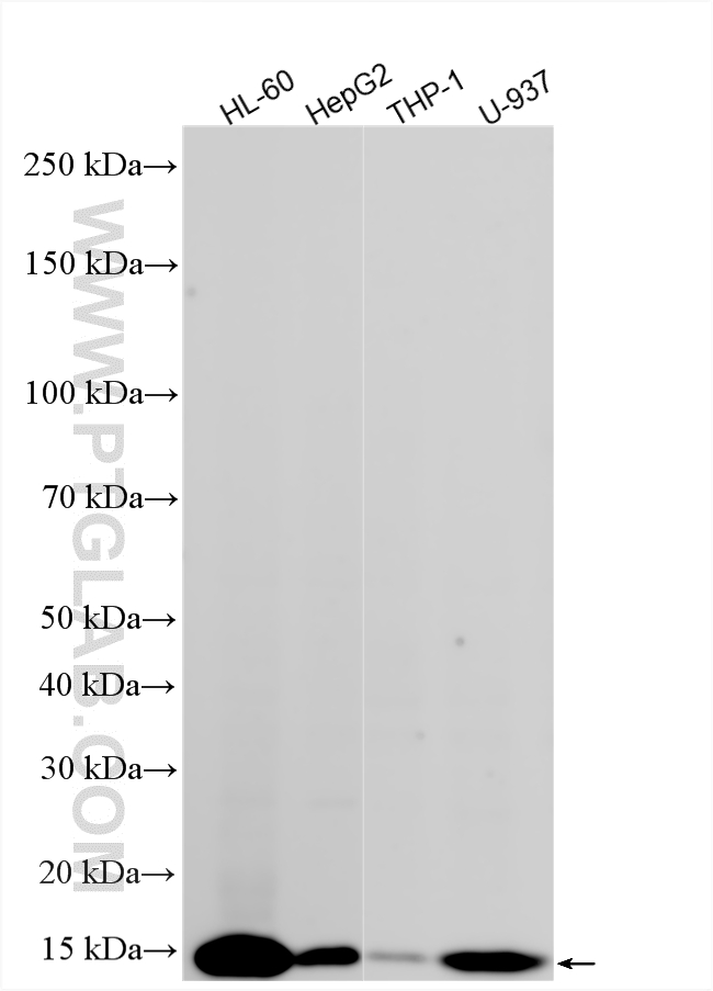 WB analysis using 84140-1-RR WB analysis using 84140-1-RR