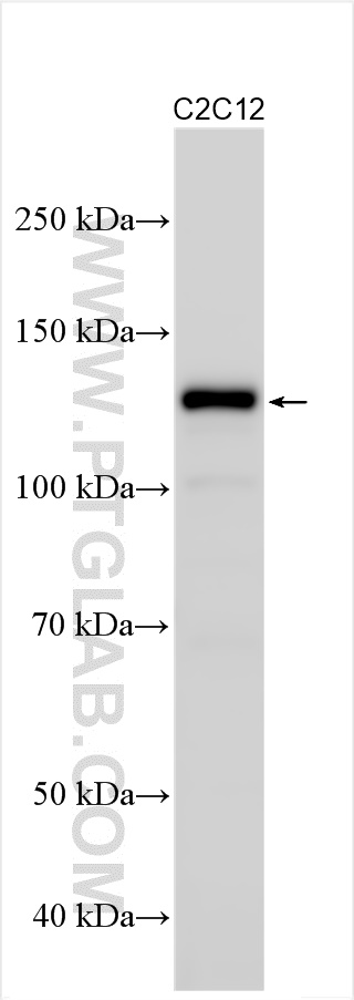 WB analysis using 29928-1-AP