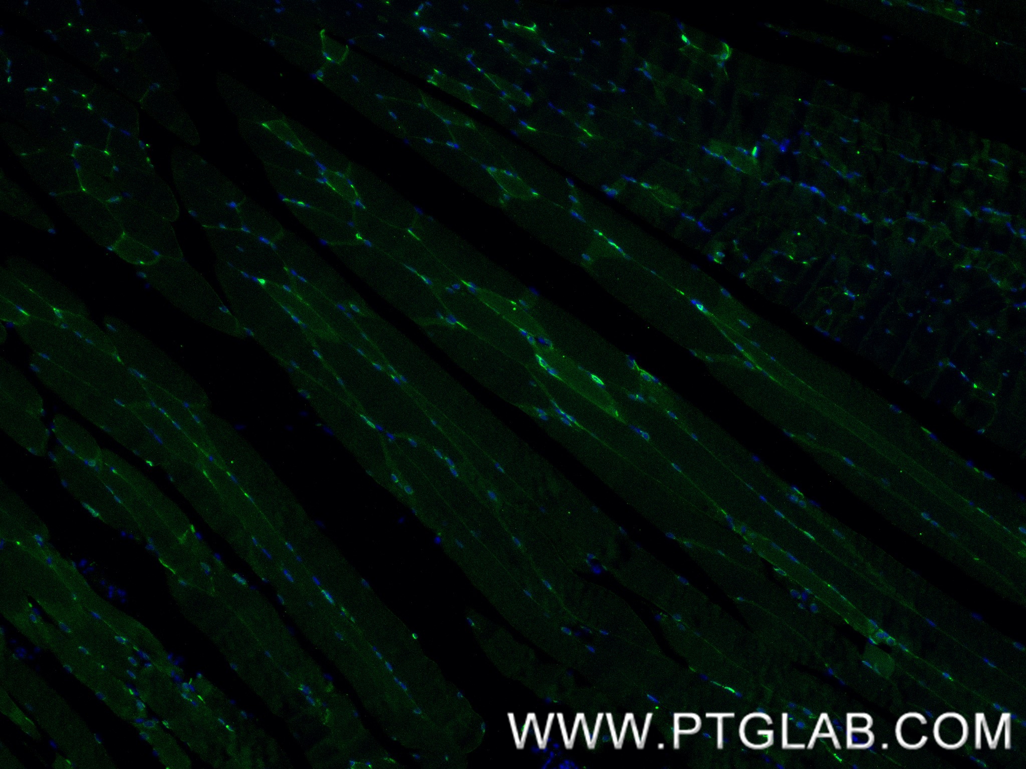IF Staining of mouse skeletal muscle using 84440-5-RR (same clone as 84440-5-PBS)