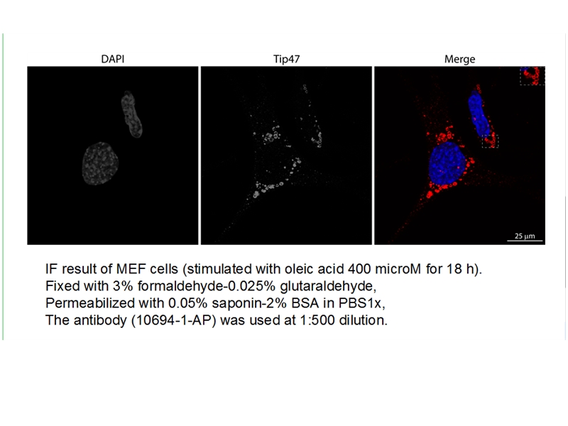 TIP47 Polyclonal antibody