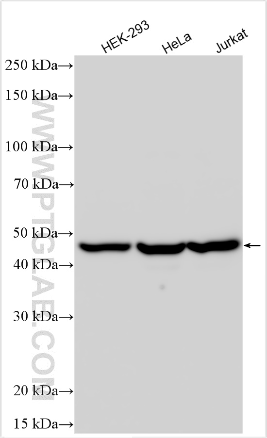 WB analysis using 10694-1-AP