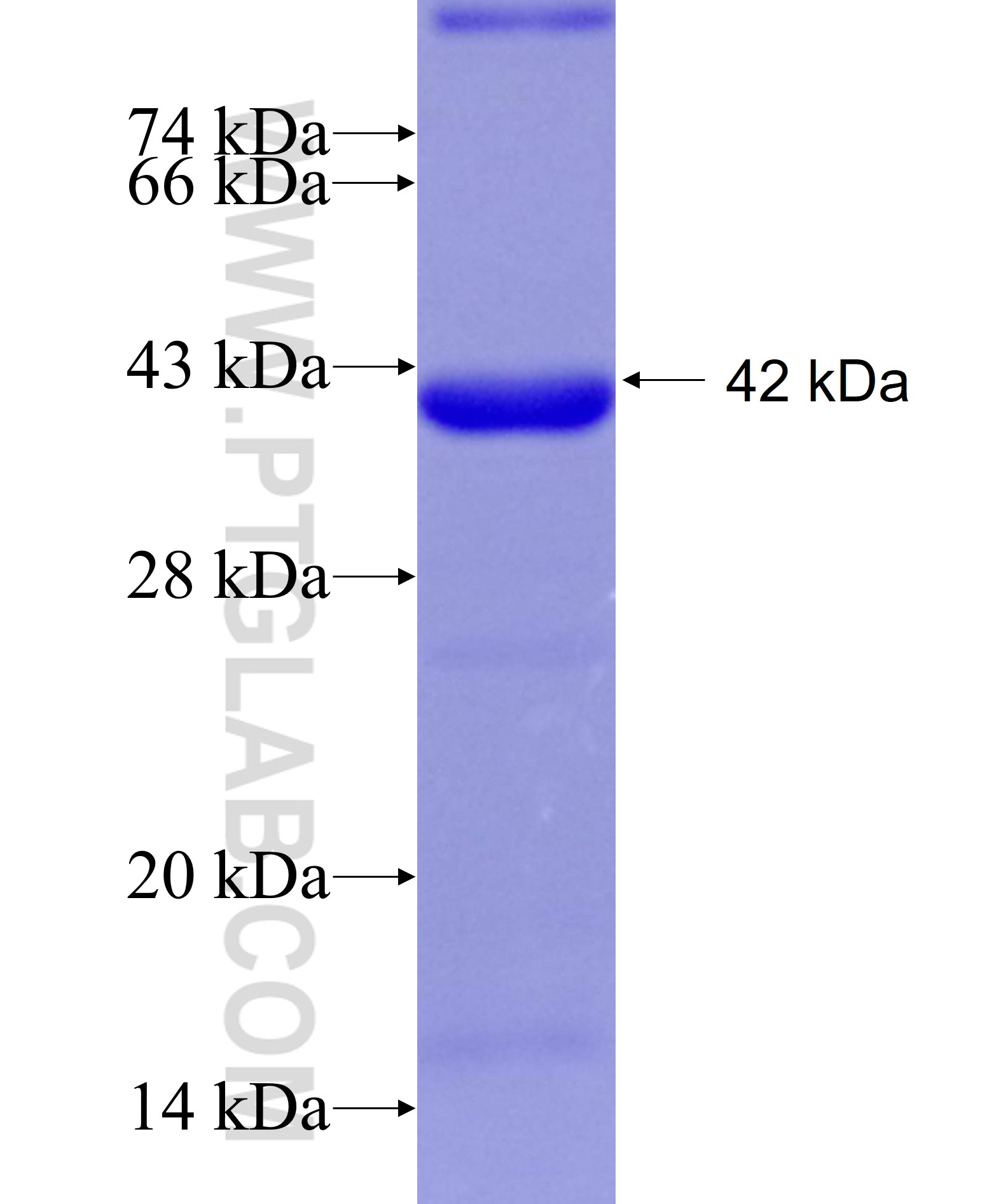 M6PRBP1 fusion protein Ag22833 SDS-PAGE