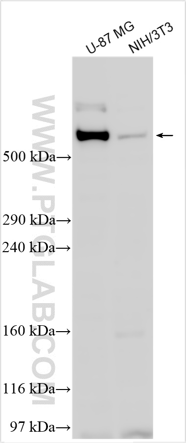 WB analysis using 13058-1-AP